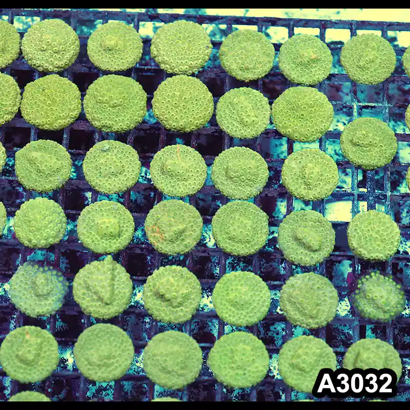 Item#A3032RW3032(S) Hand Selected Unique Cyphastrea Frag - Zooxae
