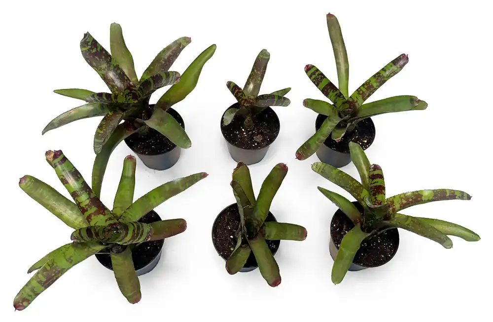 4" Pot Bromeliad Plant (Assorted Grower's Choice) - Zooxae