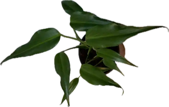 6" Pot WYSIWYG Monstera Burle Marx Flame Plant - Zooxae
