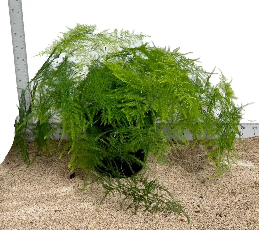6" Pot WYSIWYG Plumosa Fern Plant - Zooxae