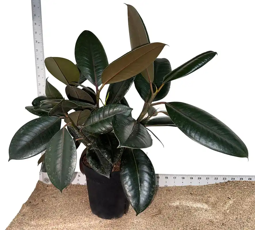 6" Pot WYSIWYG Ficus Burgundy Plant - Zooxae