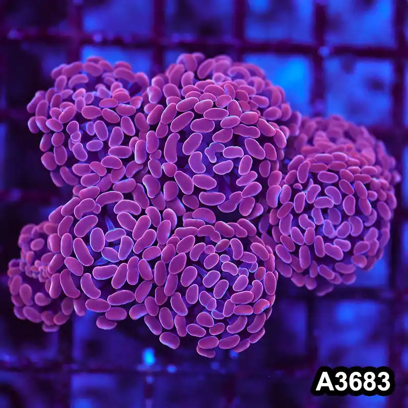 Item#A3683LW3683(M) WYSIWYG Indo Ultra Unique Branching Hammer Colony - Zooxae