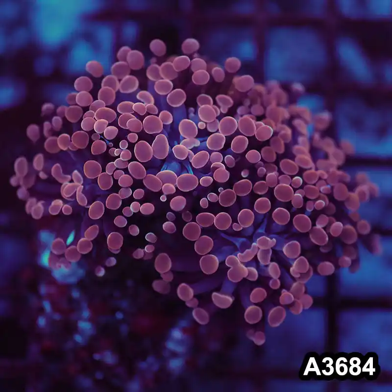 Item#A3684LW3684(S) WYSIWYG Indo Ultra Unique Branching Hammer Colony - Zooxae