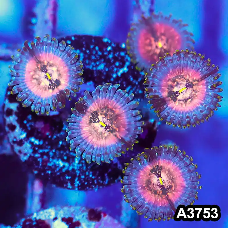 Item#A3753IN3753(S) WYSIWYG Indo Hawaiian People Eater Zoanthid Frag - Zooxae