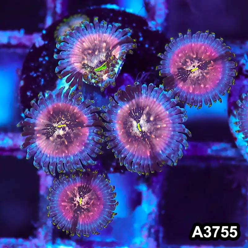 Item#A3755IN3755(S) WYSIWYG Indo Hawaiian People Eater Zoanthid Frag - Zooxae