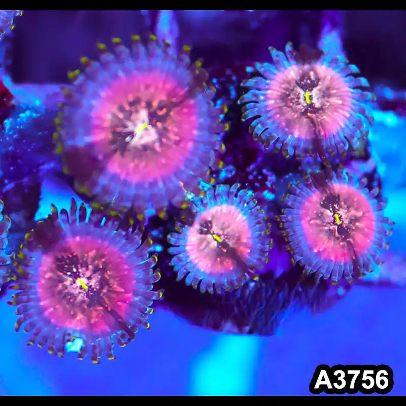 Item#A3756IN3756(S) WYSIWYG Indo Hawaiian People Eater Zoanthid Frag - Zooxae