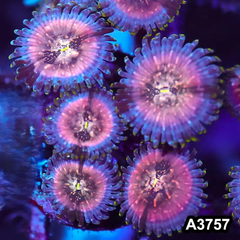 Item#A3757IN3757(S) WYSIWYG Indo Hawaiian People Eater Zoanthid Frag - Zooxae