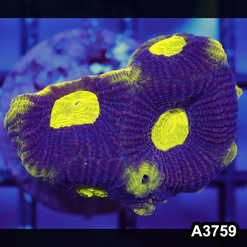 Item#A3759IN3759(S) WYSIWYG Aussie Ultra Unique Prism Favia Frag - Zooxae