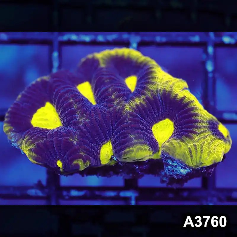 Item#A3760IN3760(S) WYSIWYG Aussie Ultra Unique Prism Favia Frag - Zooxae