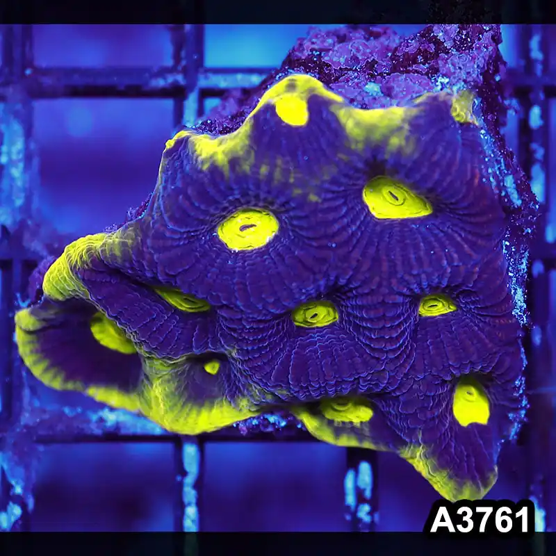 Item#A3761IN3761(S) WYSIWYG Aussie Ultra Unique Prism Favia Frag - Zooxae