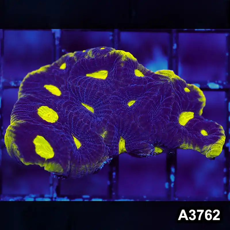 Item#A3762IN3762(S) WYSIWYG Aussie Ultra Unique Prism Favia Frag - Zooxae