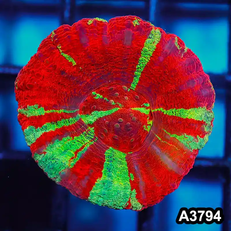 Item#A3794IN3794(S) WYSIWYG Aussie Ultra Unique Reverse Bleeding Apple Scolymia - Zooxae