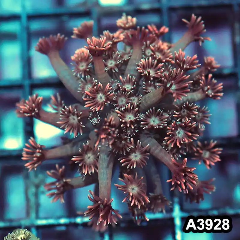 Item#A3928IN3928(S) WYSIWYG Indo Rainbow Goniopora Frag - Zooxae