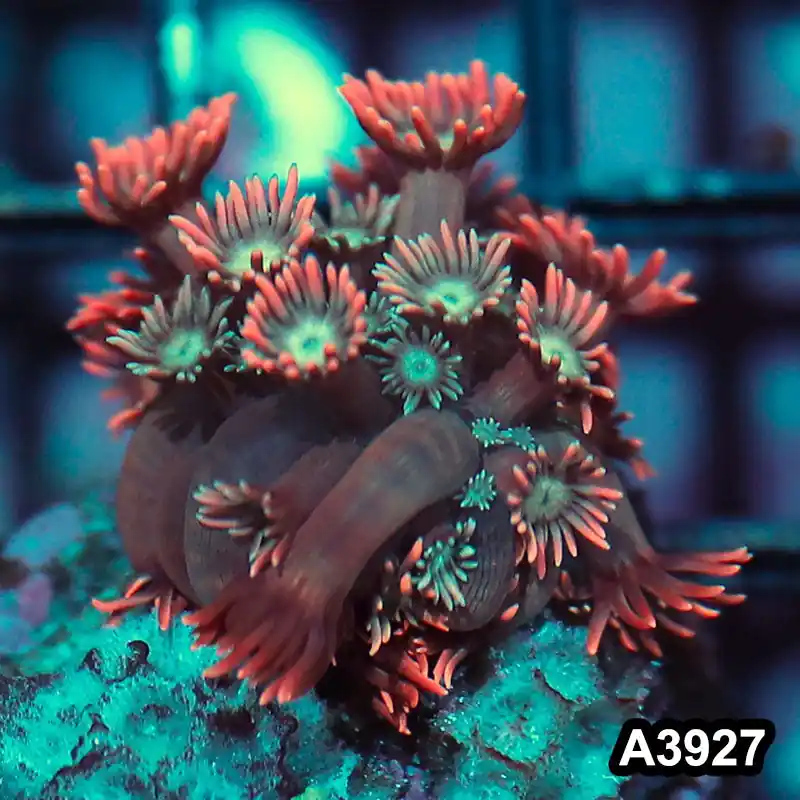 Item#A3927IN3927(S) WYSIWYG Indo Rainbow Goniopora Frag - Zooxae