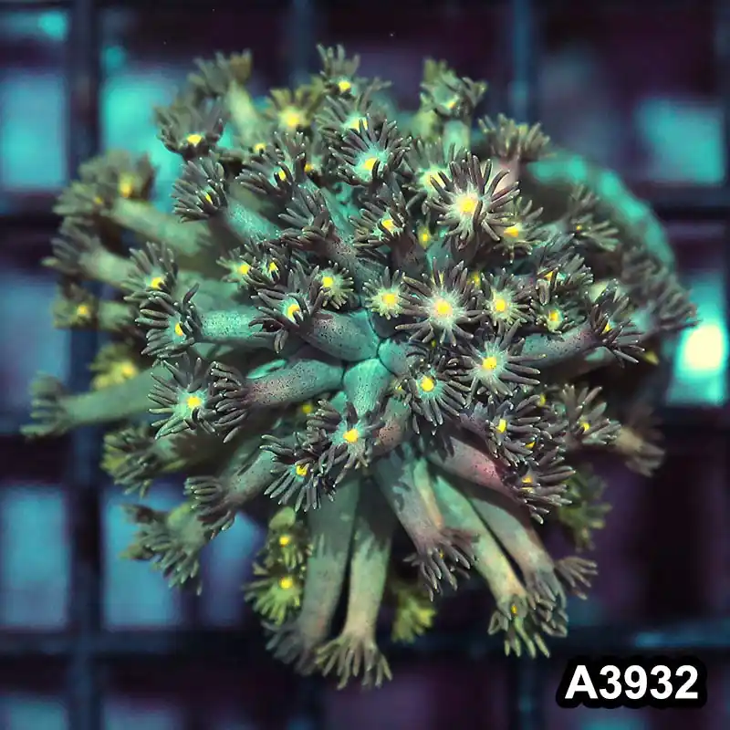Item#A3932IN3932(S) WYSIWYG Indo Rainbow Goniopora Frag - Zooxae