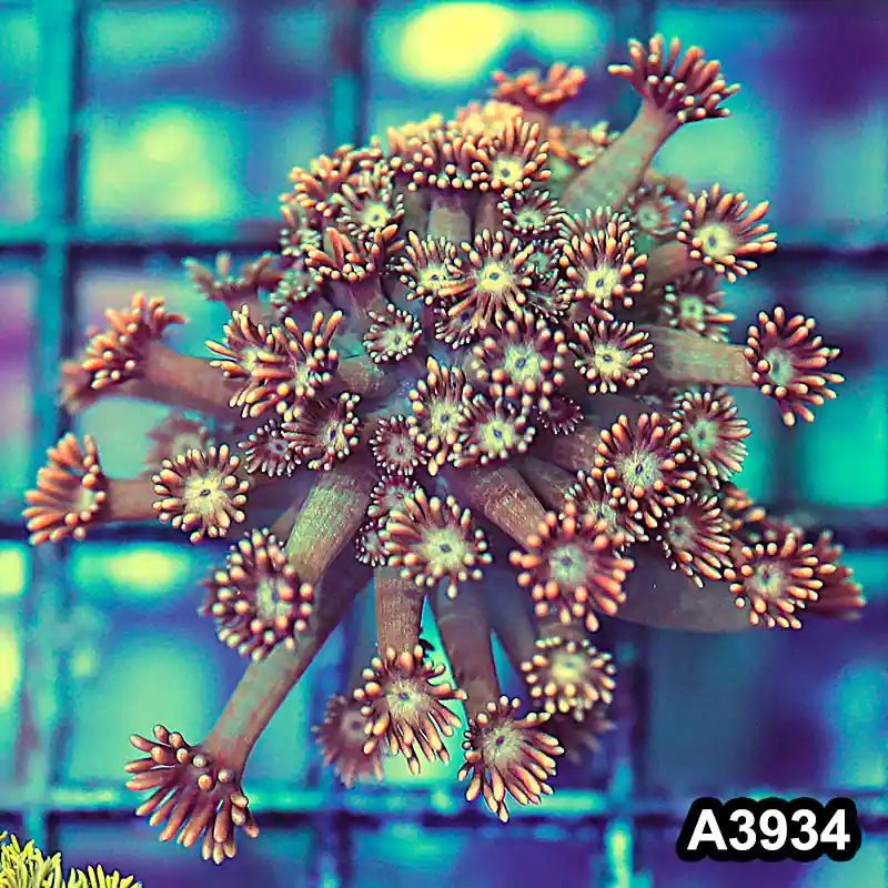 Item#A3934IN3934(S) WYSIWYG Indo Rainbow Goniopora Frag - Zooxae
