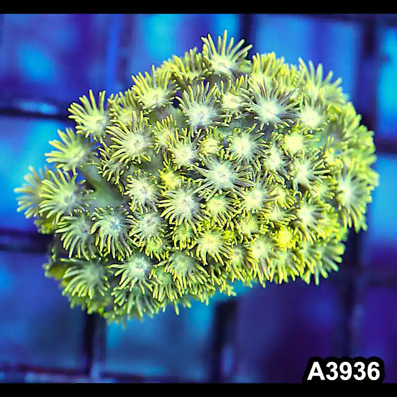 Item#A3936IN3936(S) WYSIWYG Indo Rainbow Goniopora Frag - Zooxae