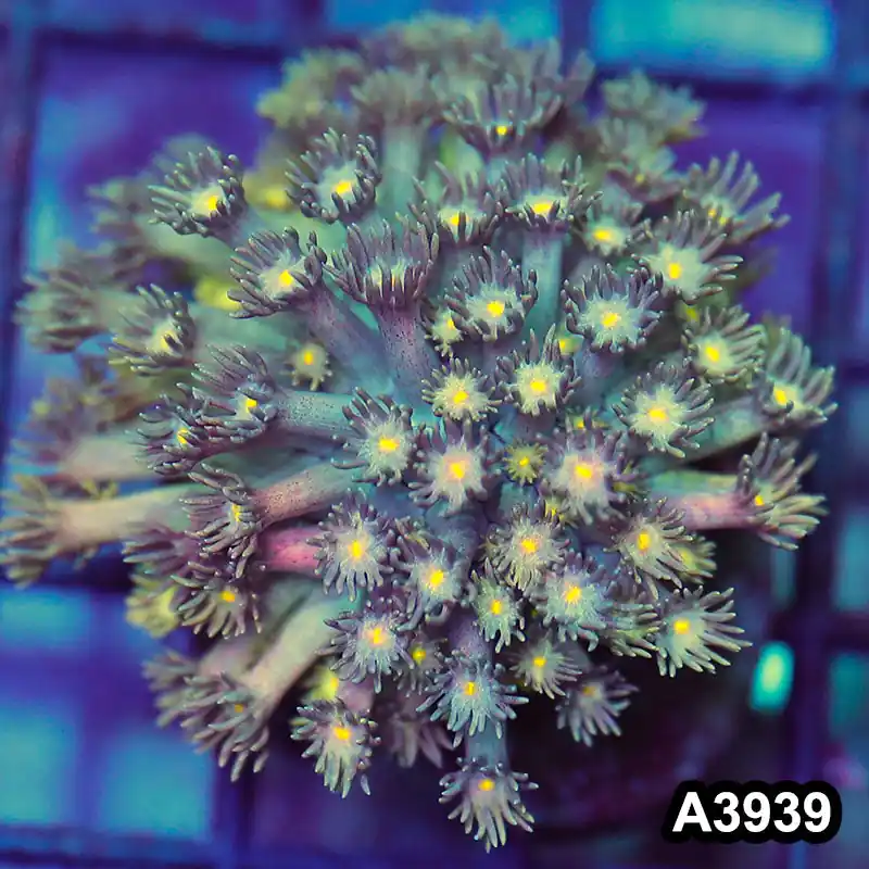 Item#A3939IN3939(S) WYSIWYG Indo Rainbow Goniopora Frag - Zooxae