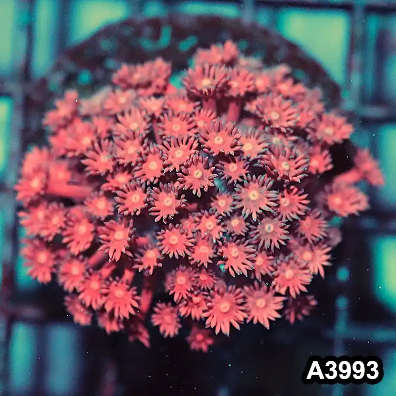 Item#A3993IN3993(S) WYSIWYG Indo Rainbow Goniopora Frag - Zooxae