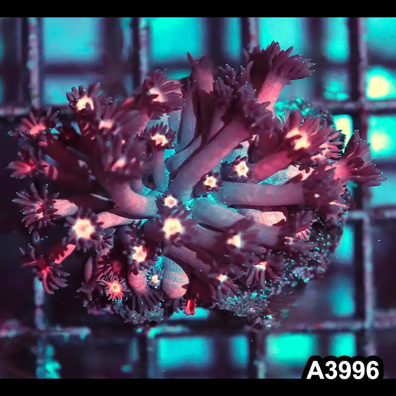 Item#A3996IN3996(S) WYSIWYG Indo Rainbow Goniopora Frag - Zooxae