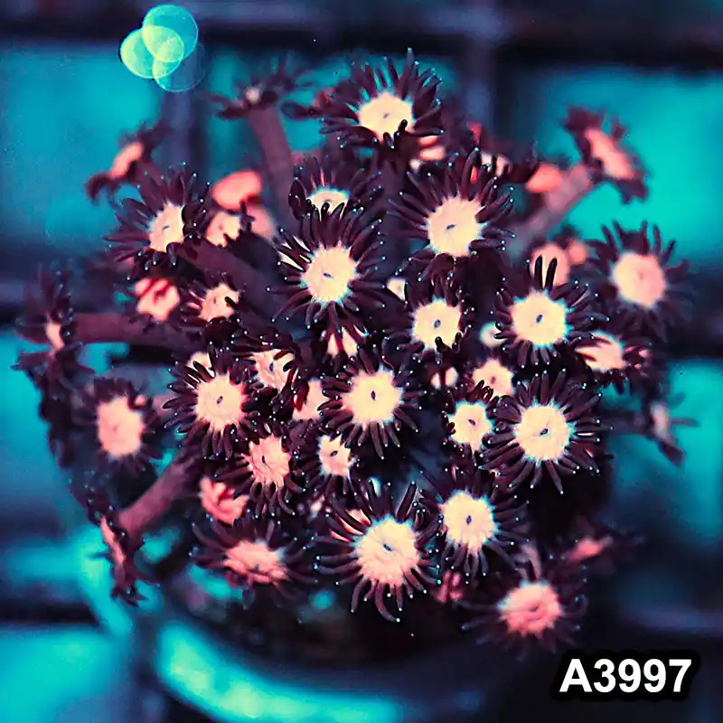 Item#A3997IN3997(S) WYSIWYG Indo Rainbow Goniopora Frag - Zooxae