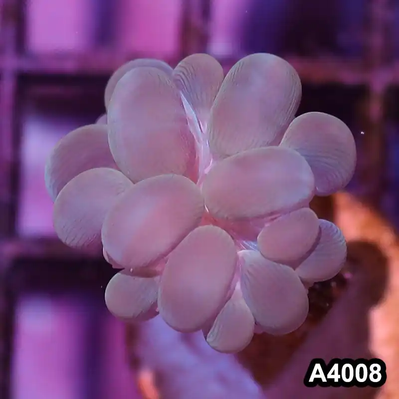 Item#A4008IN4008(S) WYSIWYG Indo Ultra Branching Bubbble Coral Frag - Zooxae