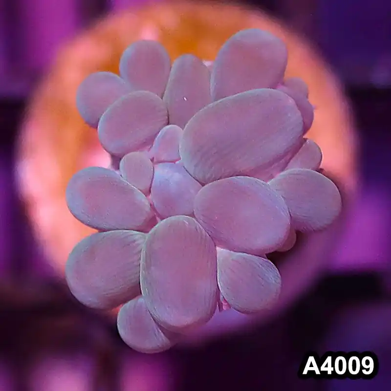 Item#A4009IN4009(S) WYSIWYG Indo Ultra Branching Bubbble Coral Frag - Zooxae