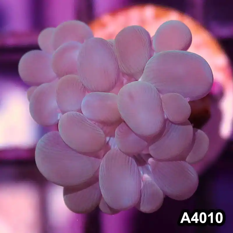 Item#A4010IN4010(S) WYSIWYG Indo Ultra Branching Bubbble Coral Frag - Zooxae