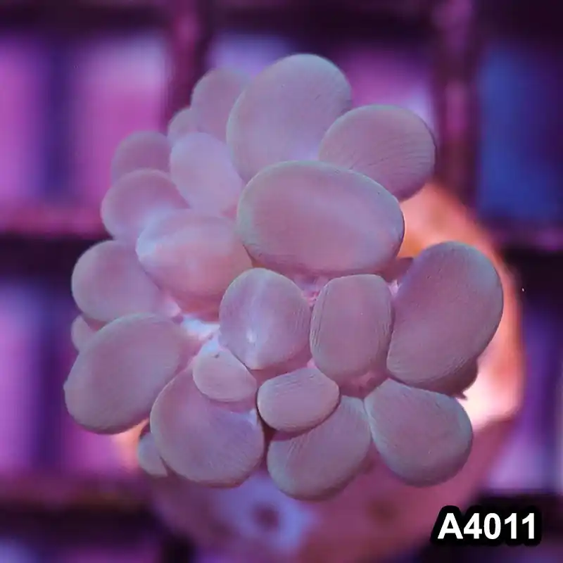 Item#A4011IN4011(S) WYSIWYG Indo Ultra Branching Bubbble Coral Frag - Zooxae