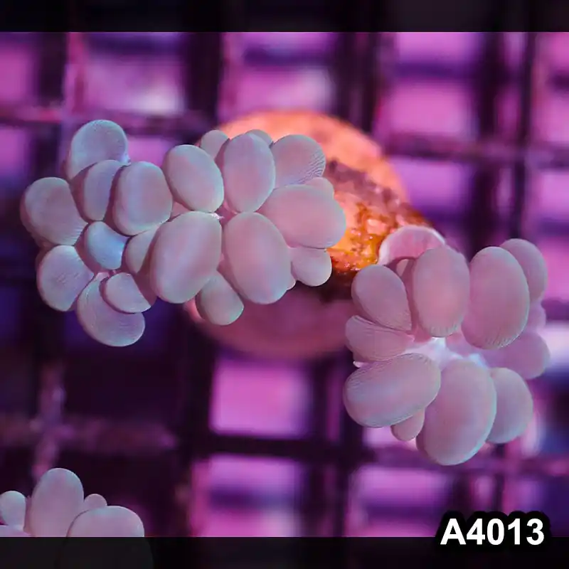 Item#A4013IN4013(S) WYSIWYG Indo Ultra Branching Bubbble Coral Frag - Zooxae