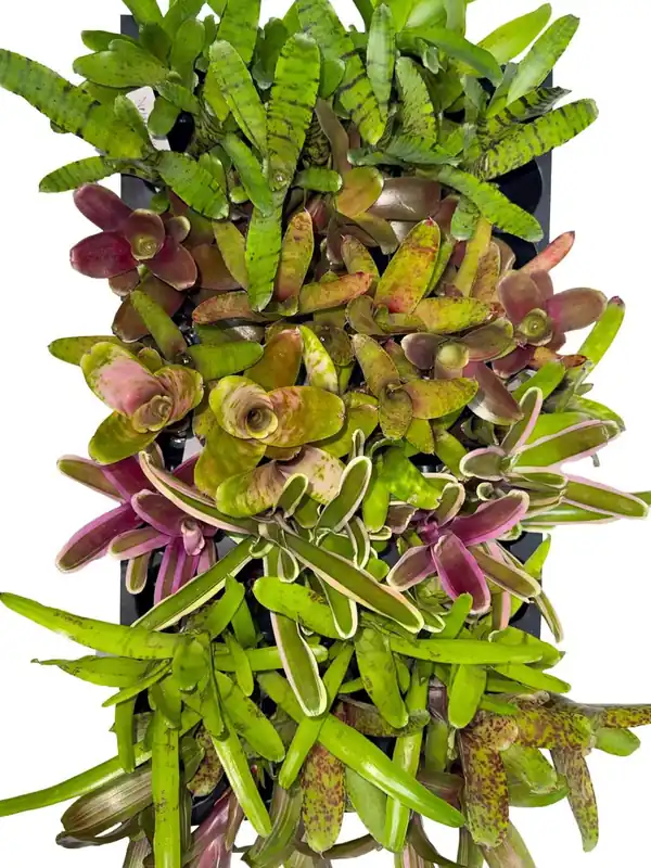 Bromeliad Pups (Assorted Grower's Choice) - Zooxae