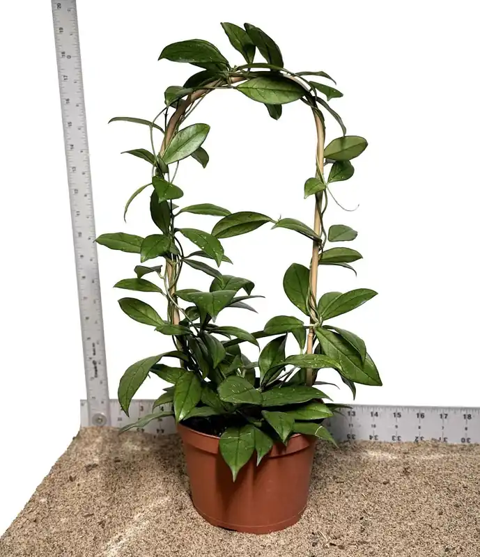 6" Pot WYSIWYG Hoya Crassipetiolata Plant - Zooxae