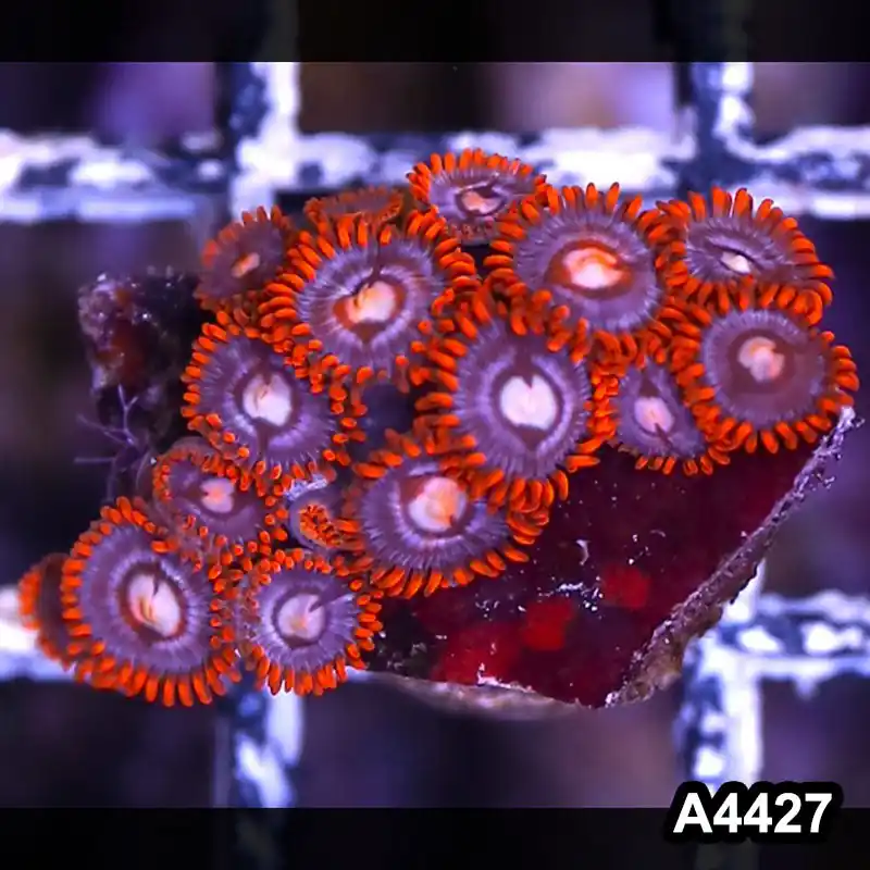 Item#A4427LP4427(S) WYSIWYG Indo Ultra Zoanthid Frag - Zooxae