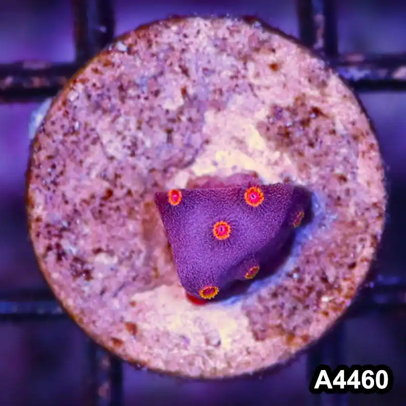 Item#A4460LP4460(S) WYSIWYG Bizzaro Cyphastrea Frag - Zooxae