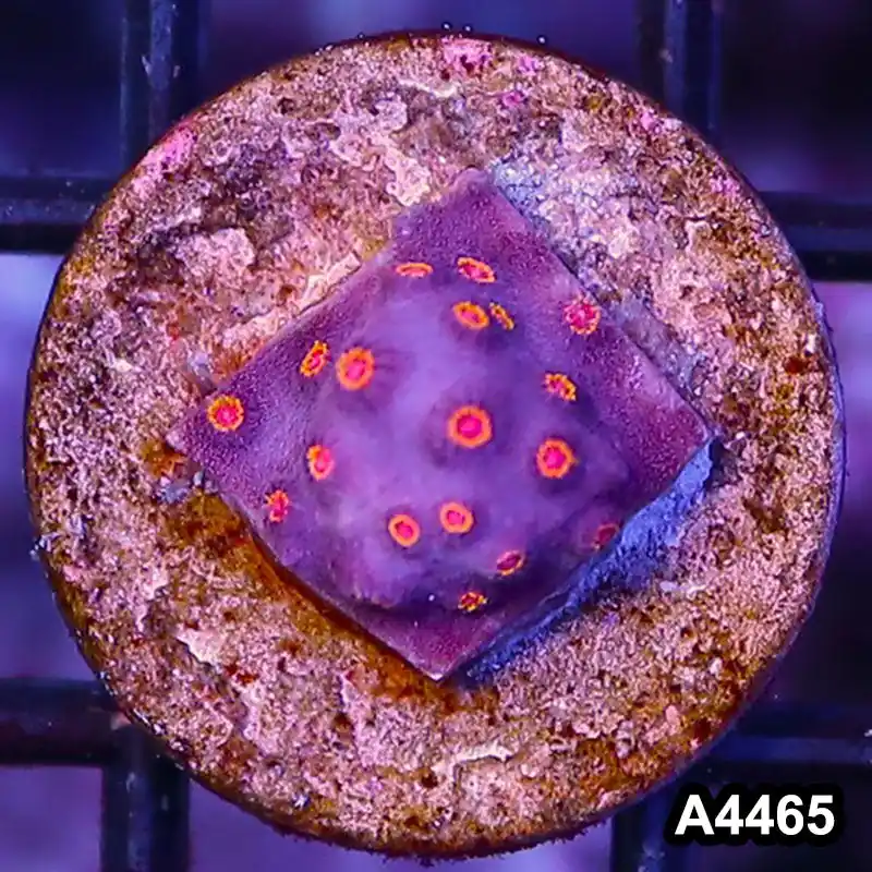 Item#A4465LP4465(S) WYSIWYG Bizzaro Cyphastrea Frag - Zooxae
