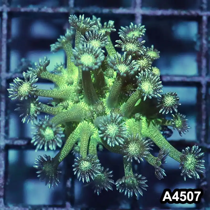 Item#A4507IN4507(S) WYSIWYG Aussie Ultra Glitter Bomb Goniopora Frag - Zooxae