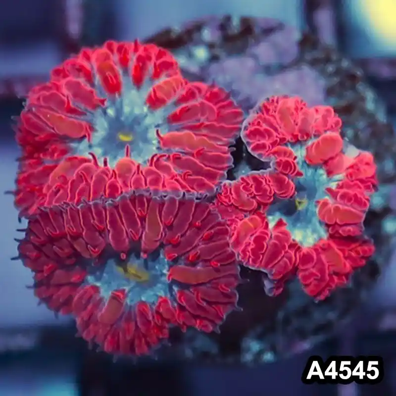 Item#A4545IN4545(S) WYSIWYG Indo Ultra Rare Blue Raven Blastomussa Merletti Frag - Zooxae