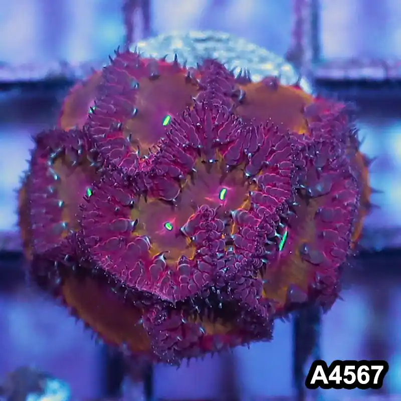 Item#A4567IN4567(S) WYSIWYG Indo Ultra Unique Blastomussa Frag - Zooxae