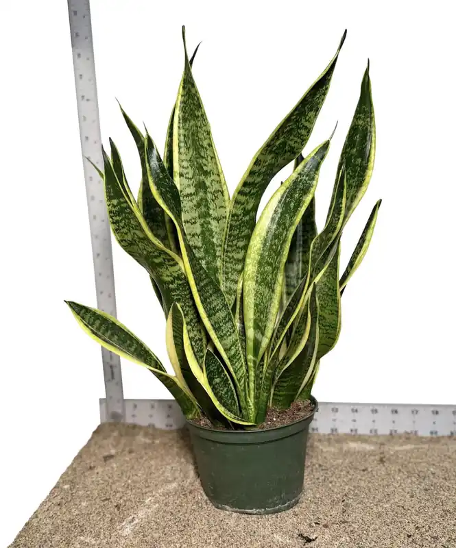 6" Pot WYSIWYG Sansevieria Laurentii Snake Plant - Zooxae
