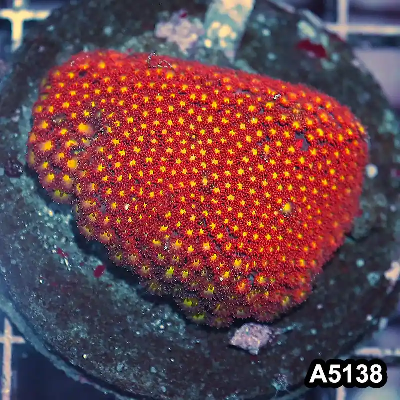 Item#A5138IN5138(M) WYSIWYG Indo Maricultured Ultra Micro Polyp Goniopora Colony - Zooxae