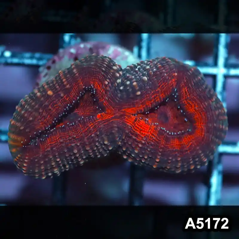 Item#A5172IN5172(S) WYSIWYG Aussie Ultra Lobophyllia Frag - Zooxae