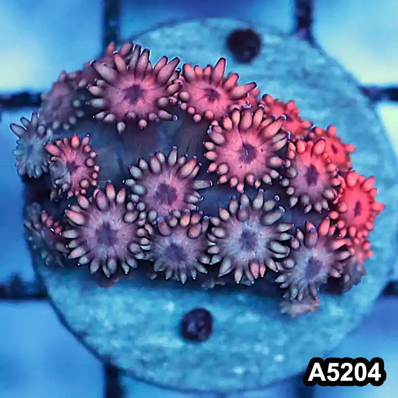 Item#A5204RW5204(S) WYSIWYG Indo Ultra Unique Goniopora Frag - Zooxae