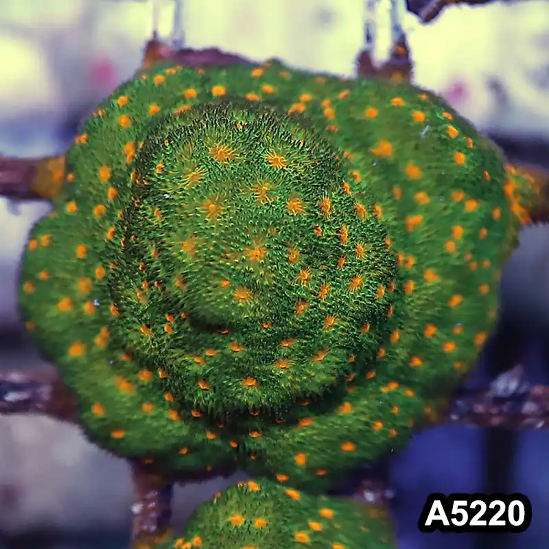 Item#A5220RW5220(S) WYSIWYG John Deer Psammacora Frag - Zooxae