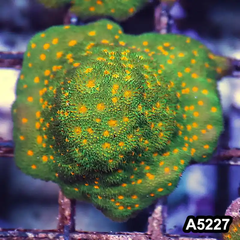 Item#A5227RW5227(S) WYSIWYG John Deer Psammacora Frag - Zooxae