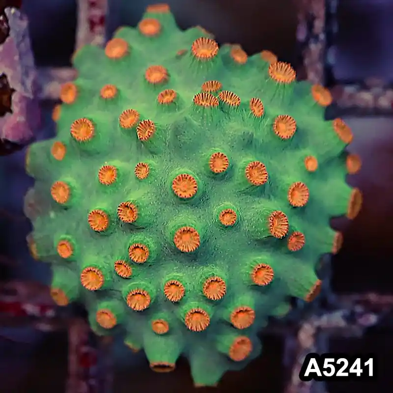 Item#A5241RW5241(S) WYSIWYG Meteor Shower Cyphastrea Frag - Zooxae
