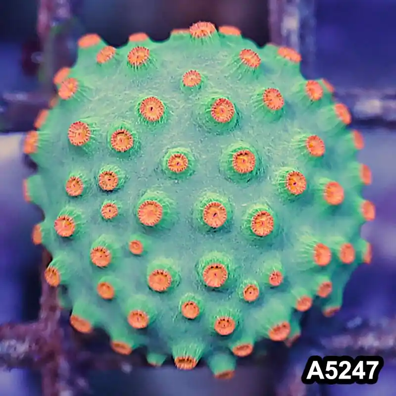 Item#A5247RW5247(S) WYSIWYG Meteor Shower Cyphastrea Frag - Zooxae
