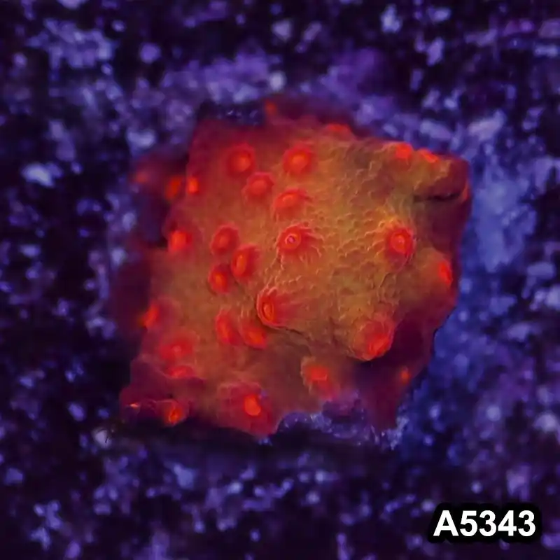 Item#A5343LP5342(S) WYSIWYG Blood Shot Cyphastrea Frag - Zooxae