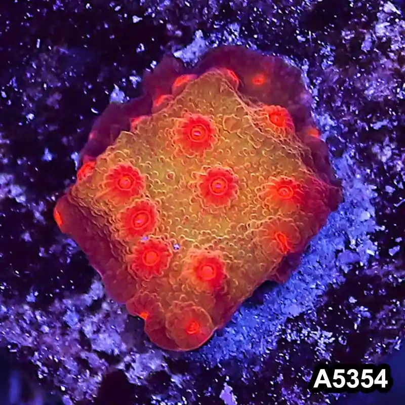 Item#A5354LP5354(S) WYSIWYG Blood Shot Cyphastrea Frag - Zooxae