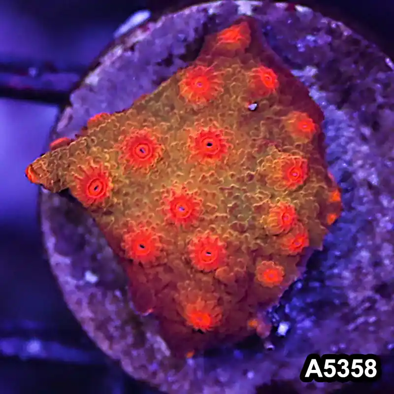 Item#A5358LP5358(S) WYSIWYG Blood Shot Cyphastrea Frag - Zooxae