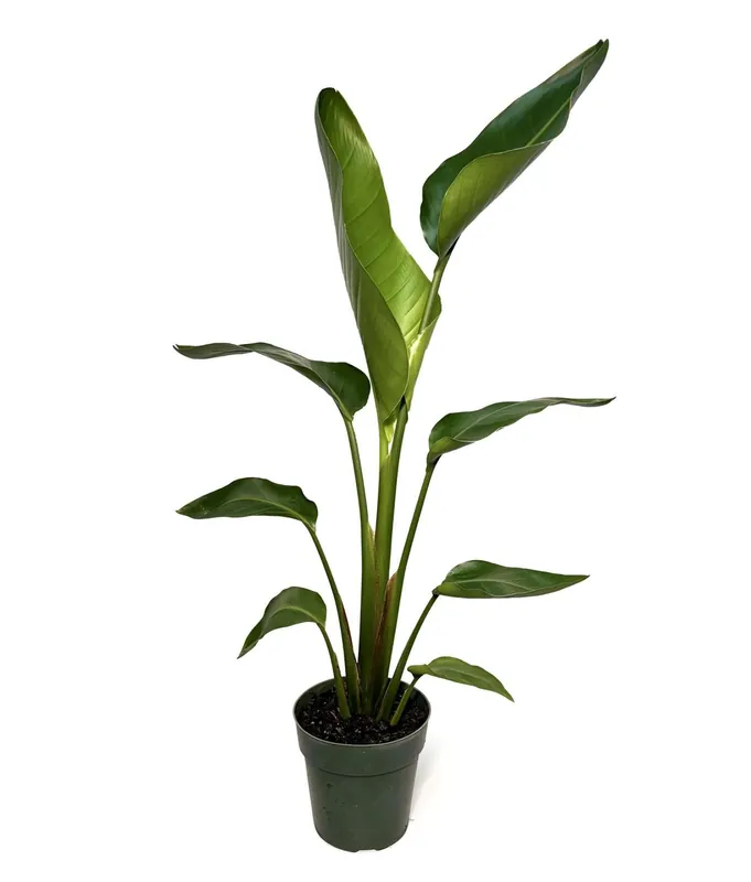 6" Pot WYSIWYG Bird of Paradise Plant - Zooxae